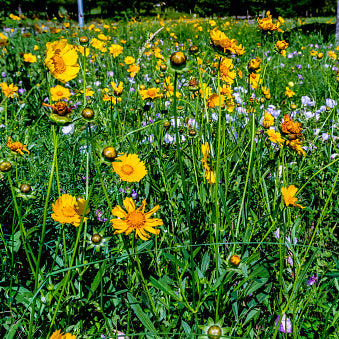 Coreopsis, Lance-leaf