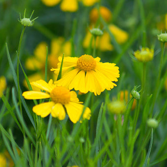 Coreopsis, Lance-leaf