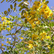 Mexican Bird of Paradise