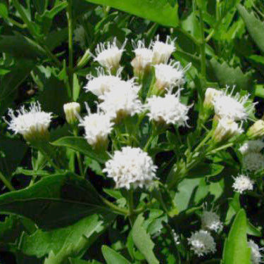 Mist Flower, Fragrant