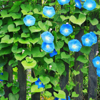 money glory plant Morning Glory – Plant Cowboy