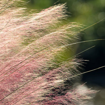 Muhly, Gulf Coast (pink)