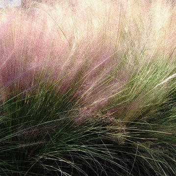 Muhly, Gulf Coast (pink)