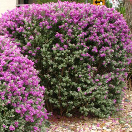 Sage, Green Texas