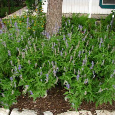 Salvia, Mealy Blue 'Henry Duelberg'