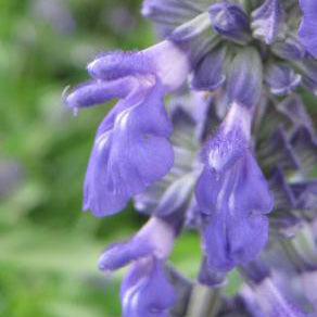 Salvia, Mealy Blue 'Henry Duelberg'