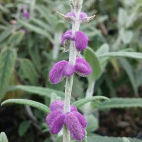 Salvia, Mexican Bush