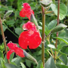 Salvia, Purple-Leaf (Eyelash-leaf)