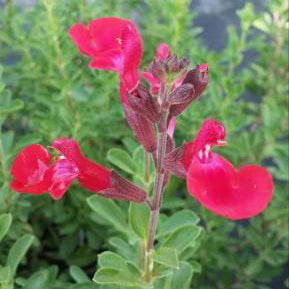 Salvia Greggii, Red