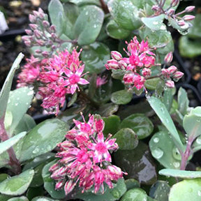 Sedum, Bertram Anderson