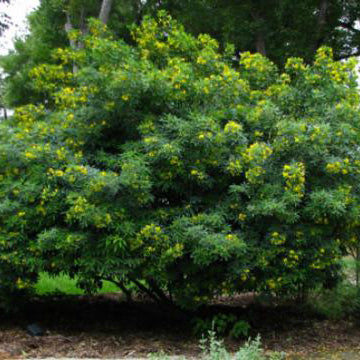 Common Tree Senna