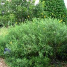 Skeleton Leaf Goldeneye