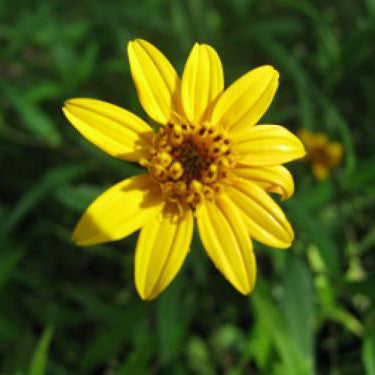 Skeleton Leaf Goldeneye
