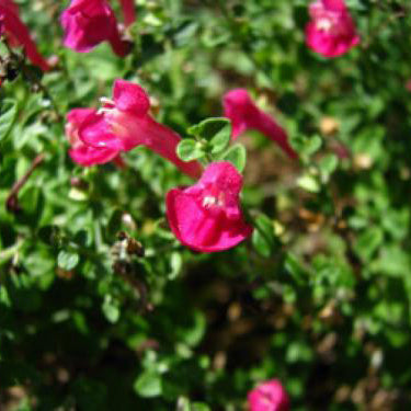 Skullcap, Pink