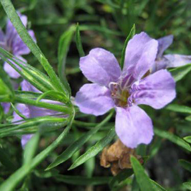 companion plants for snake herb dyschoriste linearis part sun Snake Herb – Plant Cowboy