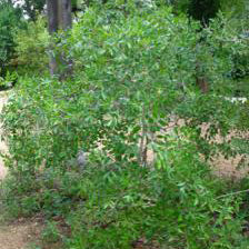 Sumac, Evergreen