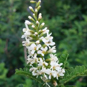 Texas Kidneywood