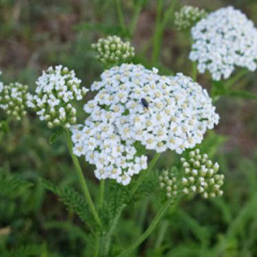 Yarrow, White