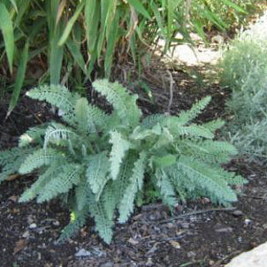 Yarrow, Moonshine (yellow)