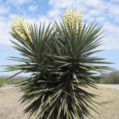 Yucca, Spanish Dagger