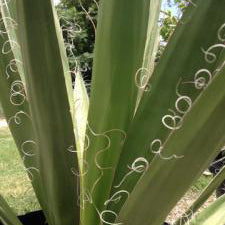 Yucca, Faxon