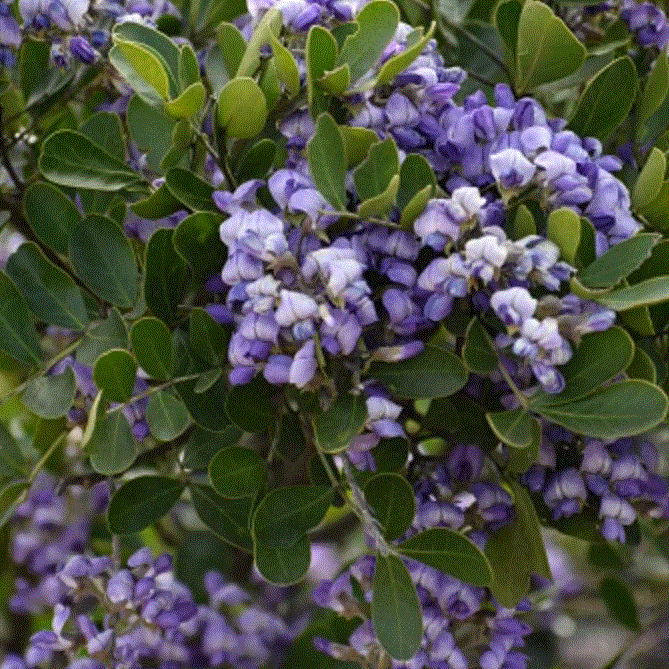 Texas Mountain Laurel 5 Gal. HOT Deal Buy 3 get 1 FREE Plant Cowboy