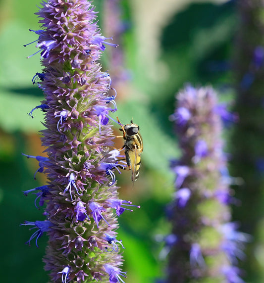 Agastache, Blue Fortune
