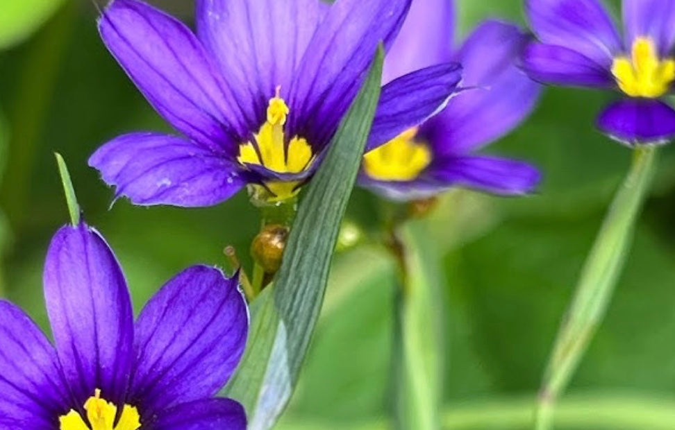 Blue Eyed Grass 'Moody Blues'