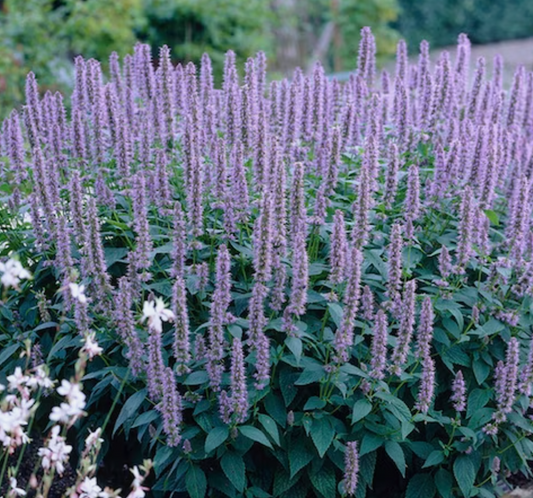 Agastache, Blue Fortune