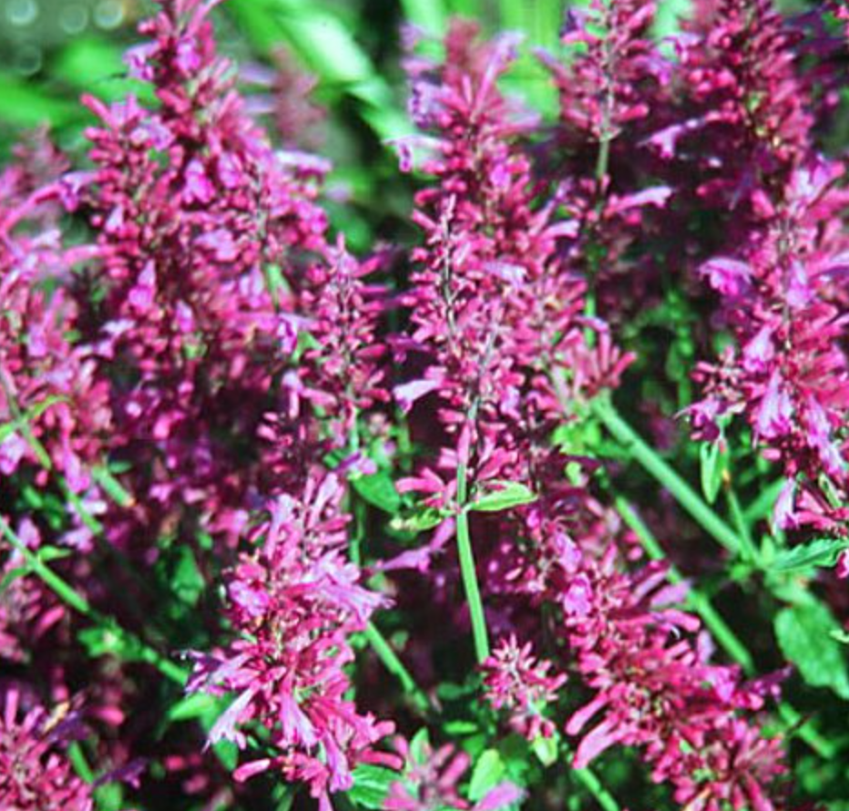 Agastache, Tutti Futti