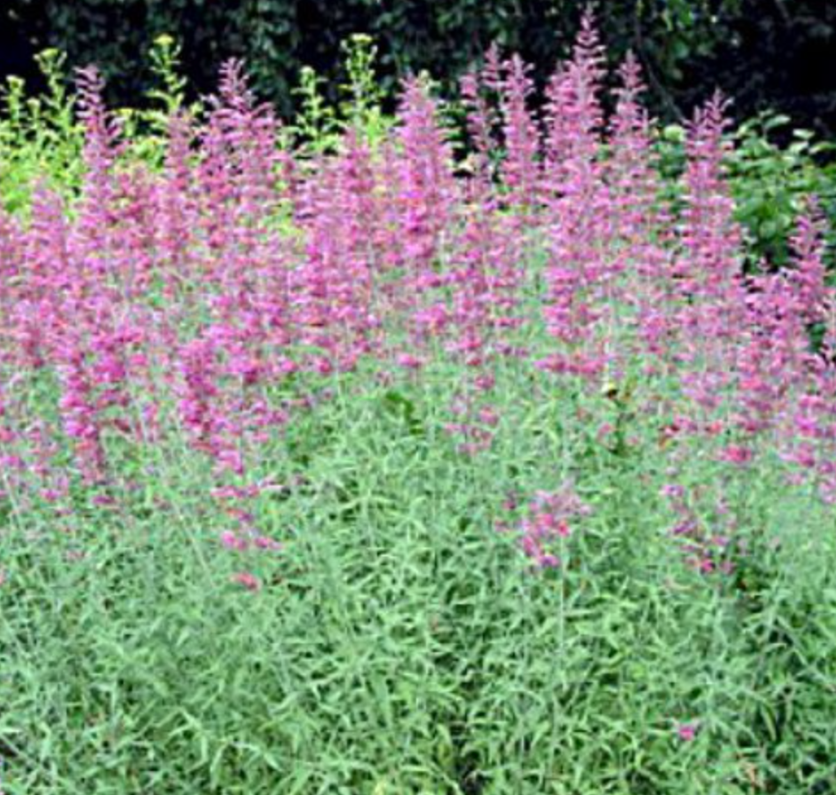 Agastache, Tutti Futti