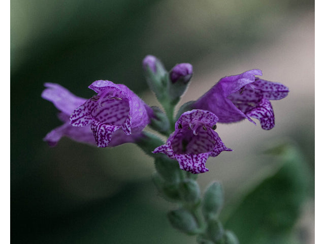 Obedient Plant, Correll's