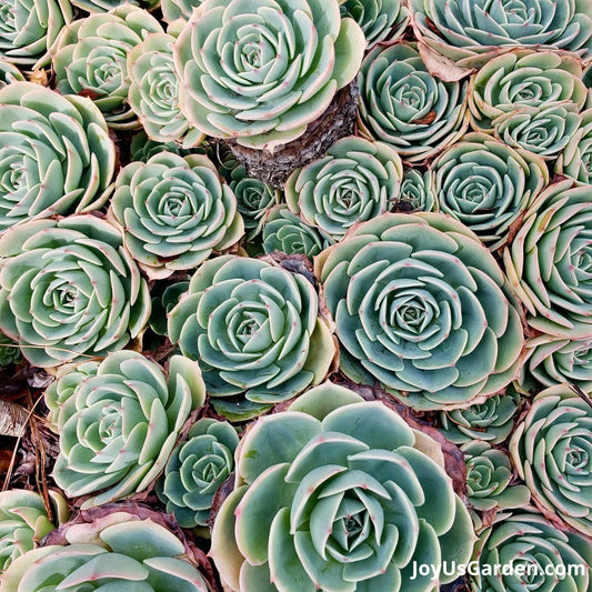 Hens and Chicks