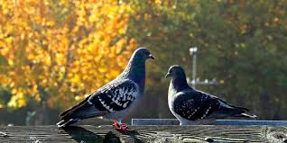 Two Birds Medium