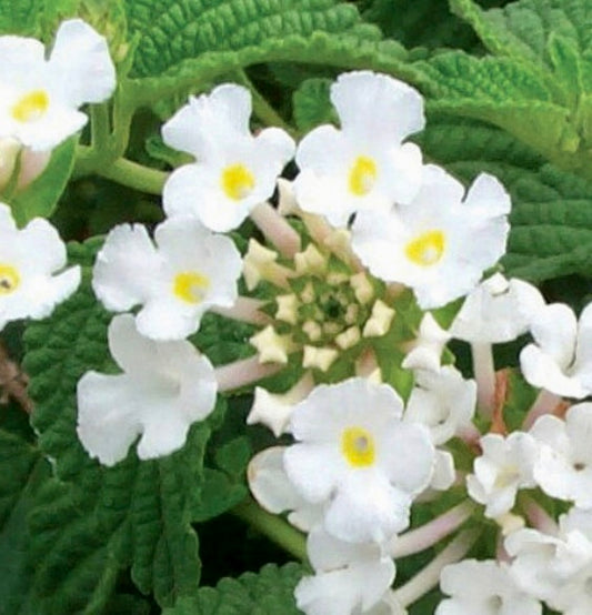 Lantana, White Trailing