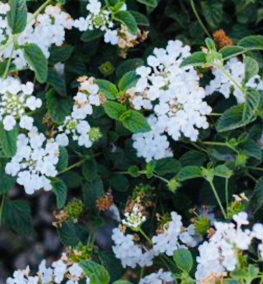 Lantana, White Trailing