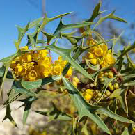 Agarita