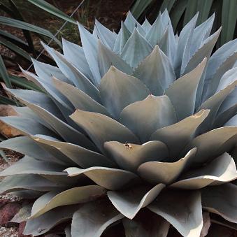 Agave, Whale's Tongue