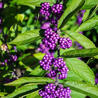 American Beauty Berry