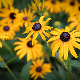 Black-eyed Susan