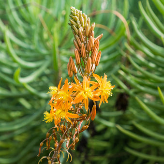 Bulbine, Orange