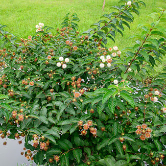 Button Bush