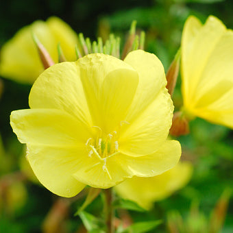 Calylophus, Compact