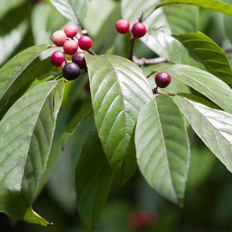 Carolina Buckthorn