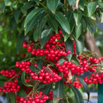 Coralberry