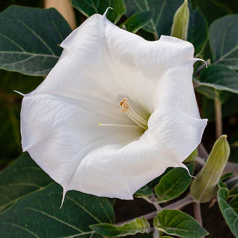 Datura