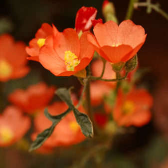 Desert Mallow