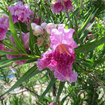 Desert Willow, Bubba