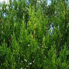 Eastern Red Cedar
