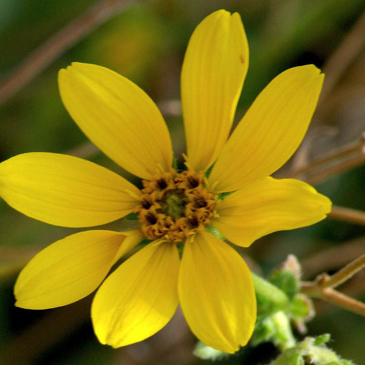 Cutleaf Daisy